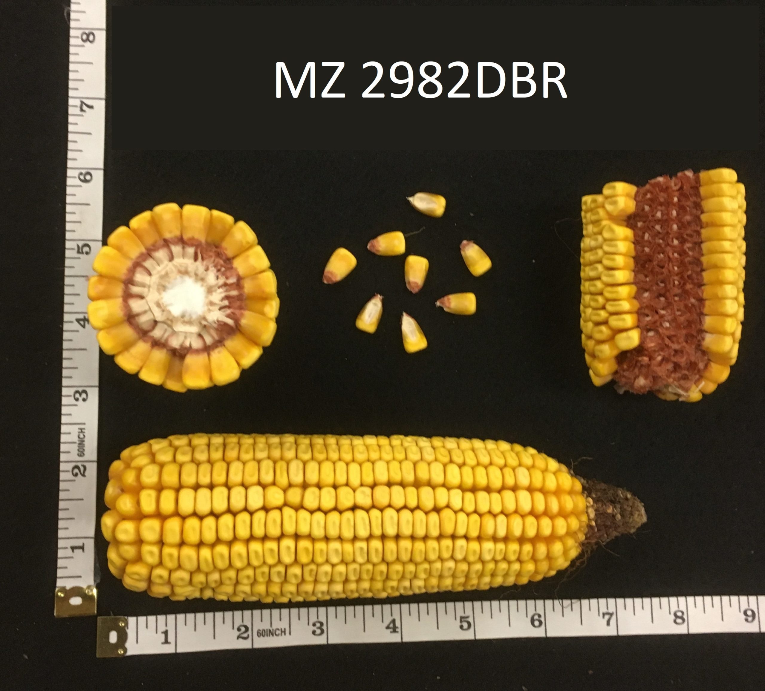 MZ 2982DBR - Maizex Seeds Inc.