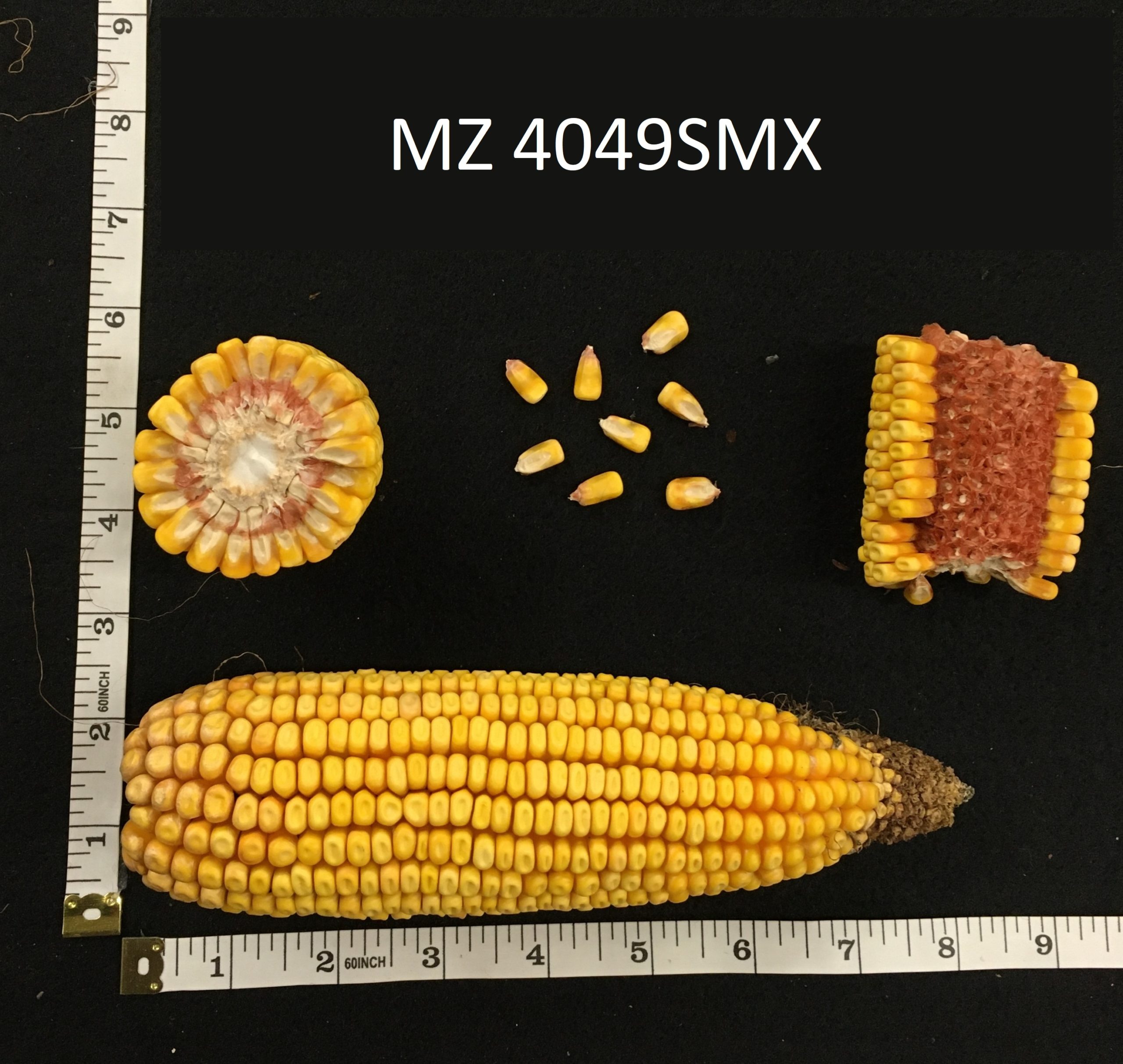 MZ 4049SMX - Maizex Seeds Inc.