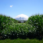 Maizex Agronomy 2023: Learn Live!
