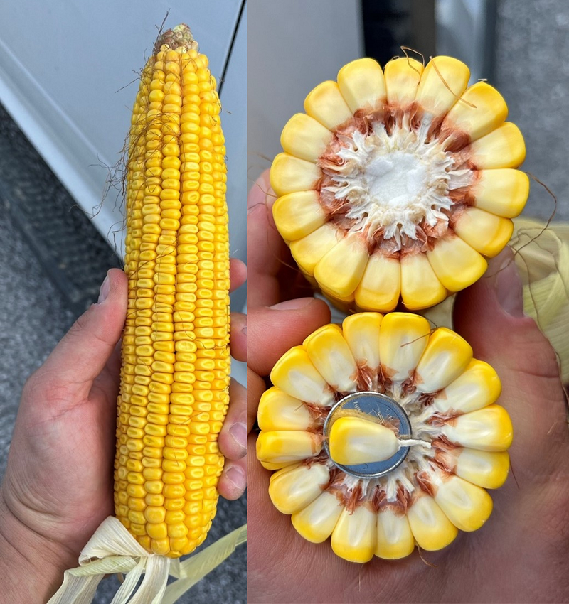 The seed corn hybrid MZ 4158DBR: an example of a 'kernel mass' hybrid.