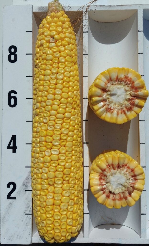 The seed corn hybrid MZ 4608SMX: an example of a 'kernel number' hybrid.