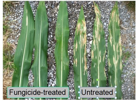 Treated vs untreated leaves on a crop 