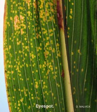 Diseases on crop leaves 