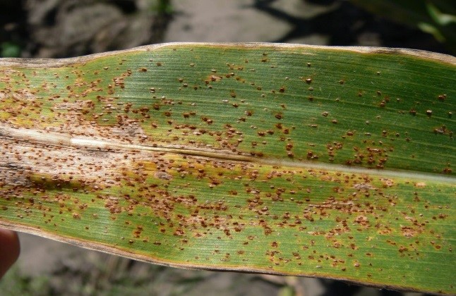 Diseases on crop leaves 