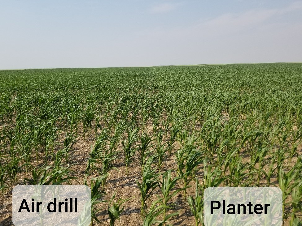 Air Drill vs Planter mid way through growth 
