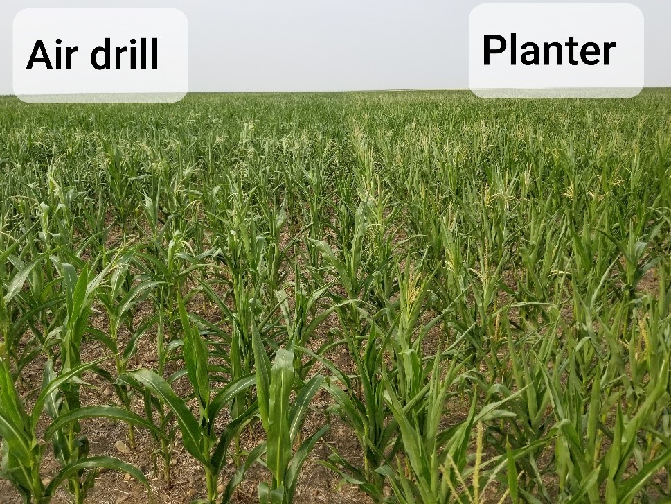 Air drill vs Planter final growth 
