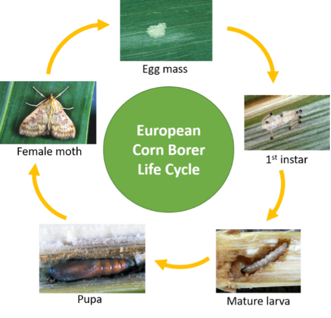 Corn Borer Life Cycle 