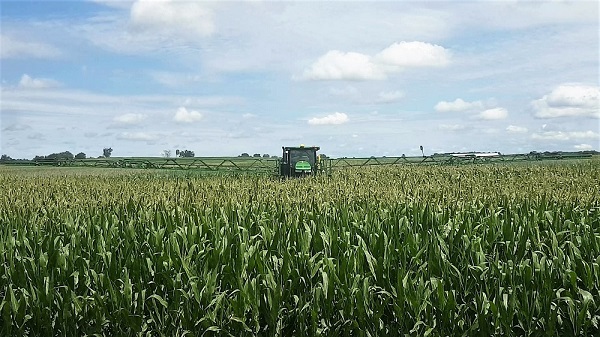 Tractor sprayer in a corn field