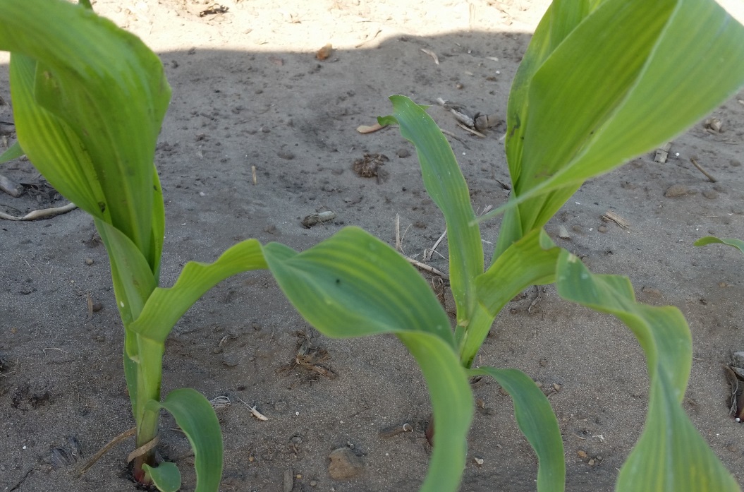 Manganese Deficiency Maizex Seeds Inc.