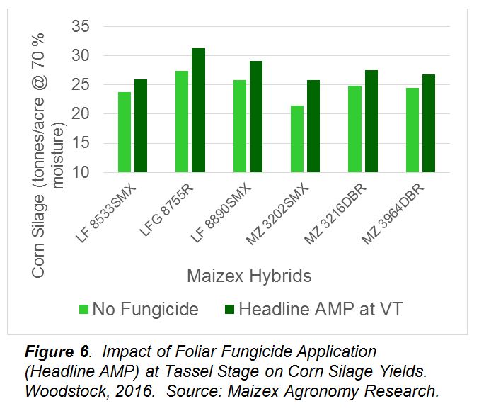 Maximizing Your Maizex Silage Crop