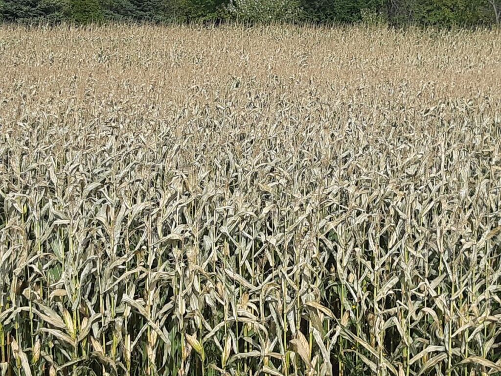 field of frosted corn