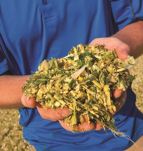 Grading Your 2023 Silage Crop
