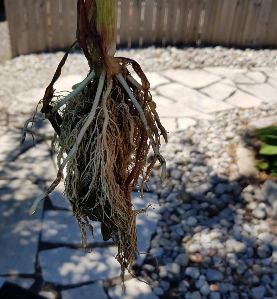 Roots of a crop 