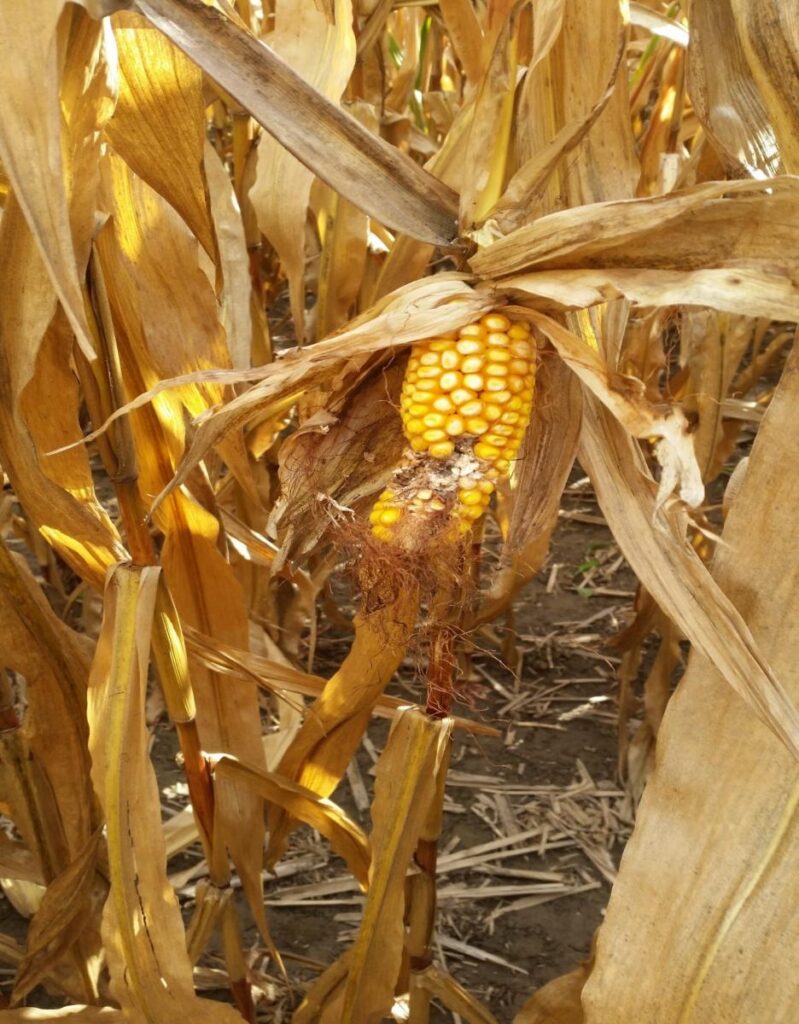 Rotten corn 