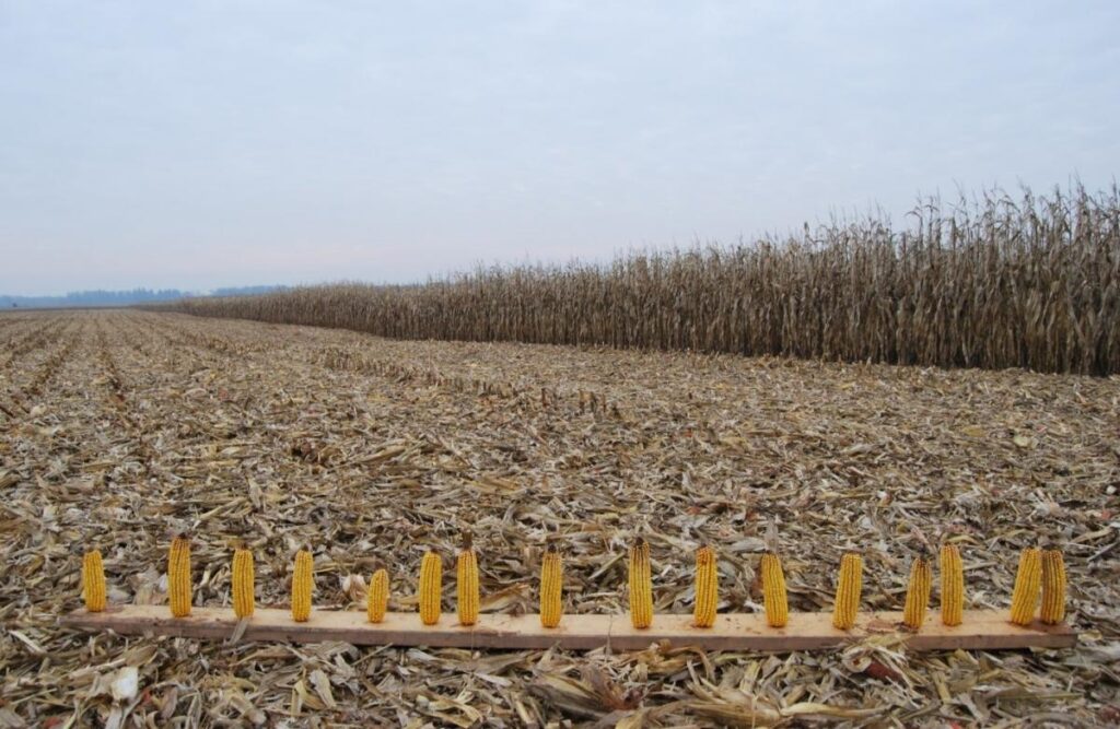 Corns in a field standing upright on a wood beam 