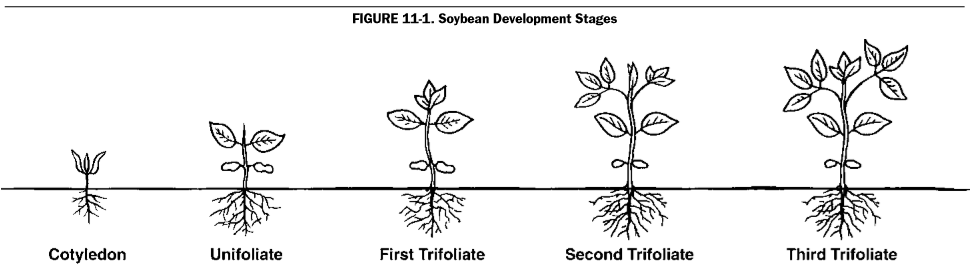 Soybean staging 