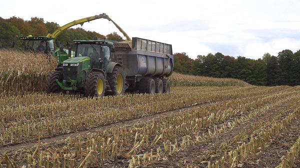 Corn being harvested 