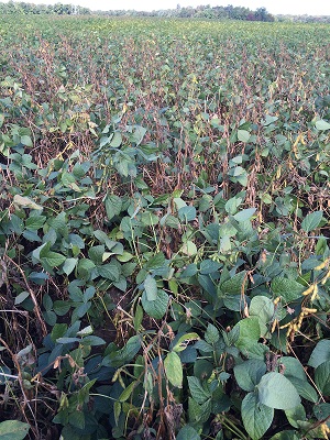Soybeans infected with mold 