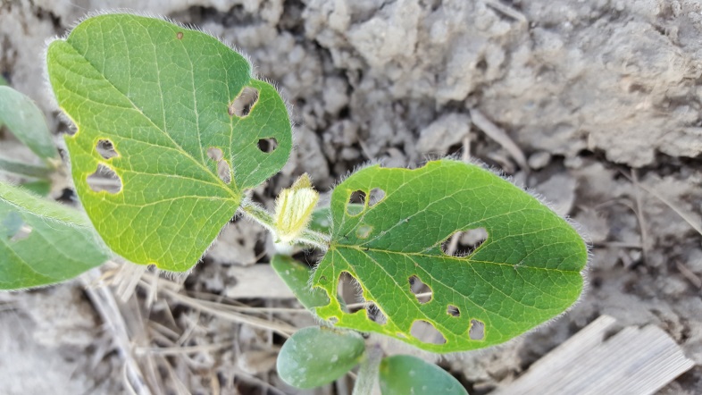 Holes in a crop leaf 