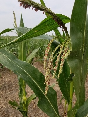Pollen in a corn stalk 