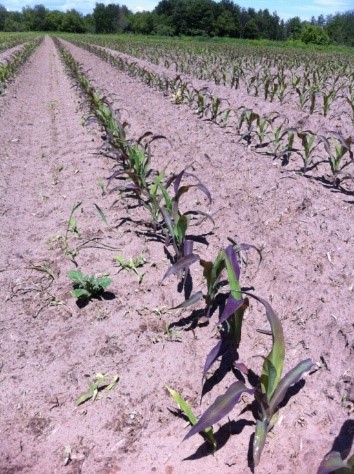 row of purple corn