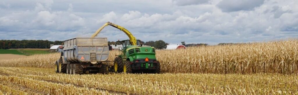 Corn being harvested 