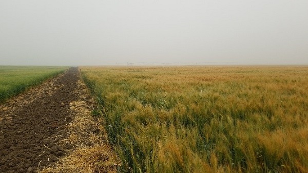Smoky corn field
